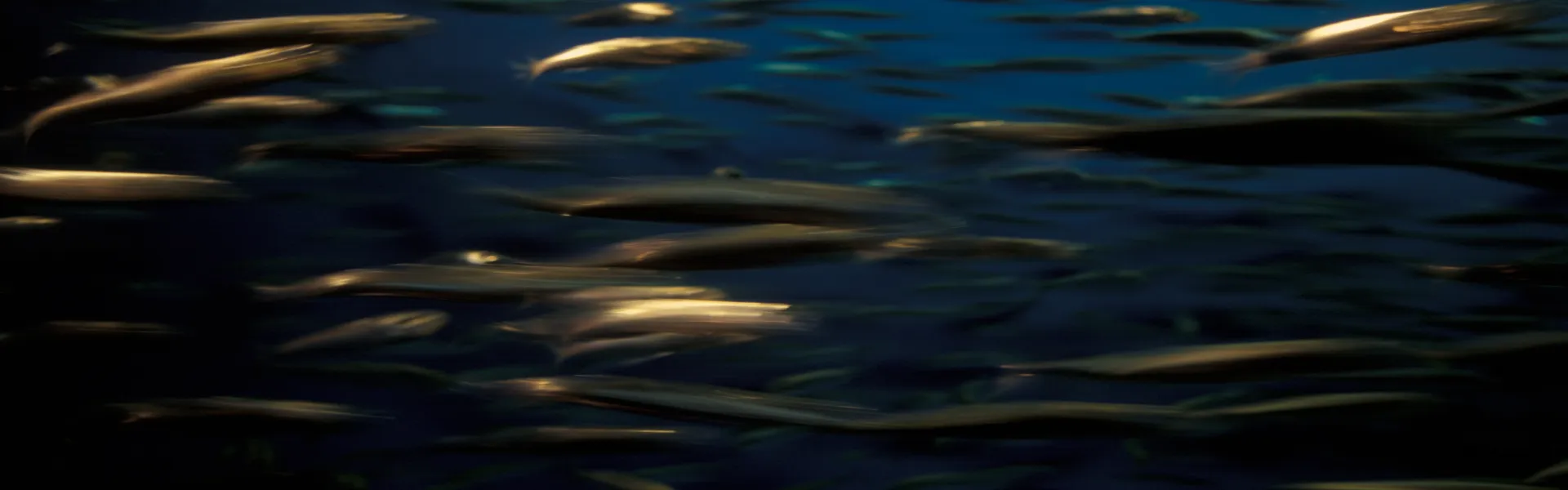 Pisciculture Air Liquide