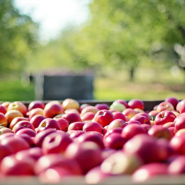 Lagerung unter kontrollierter Atmosphäre
